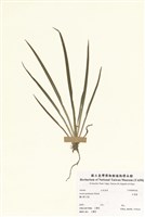 藏品(石菖蒲)的圖片